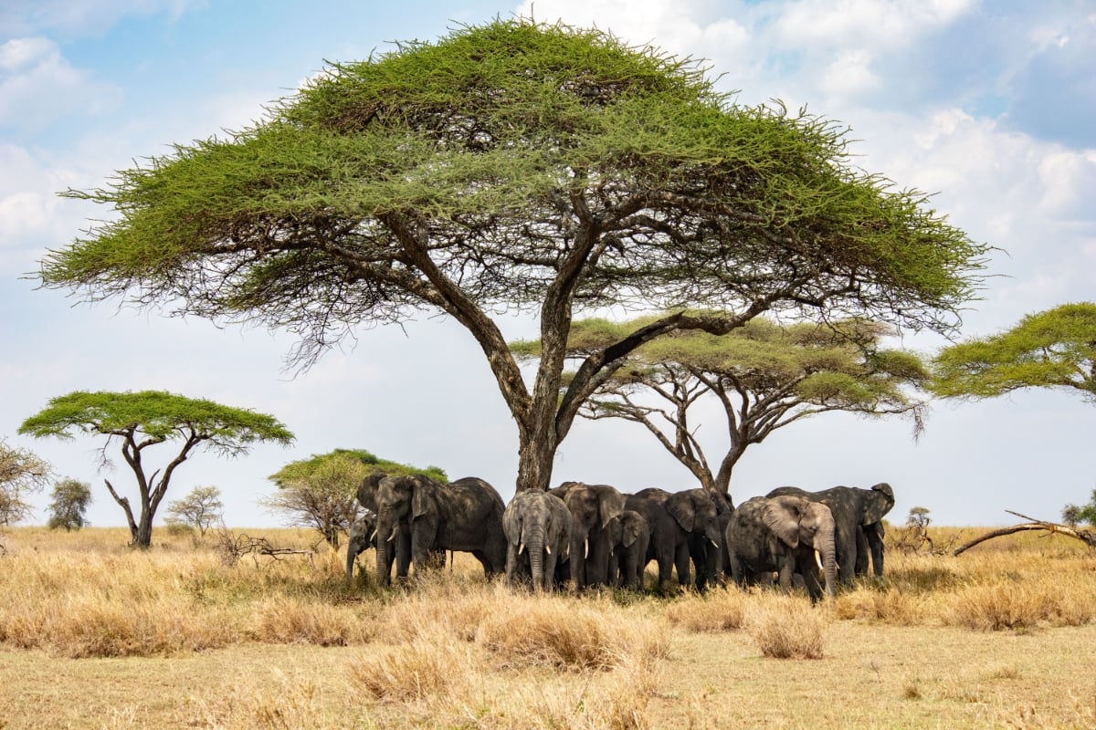 Safari Tours