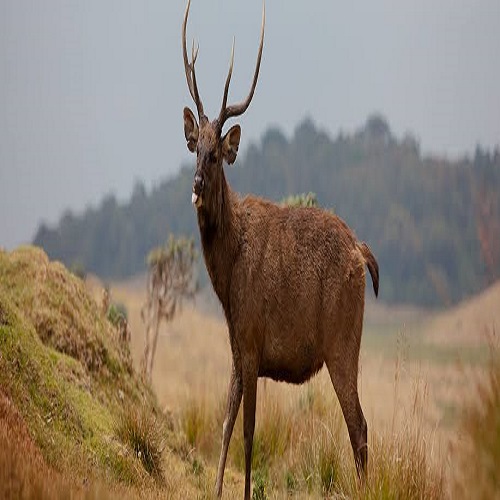 Horton Plains